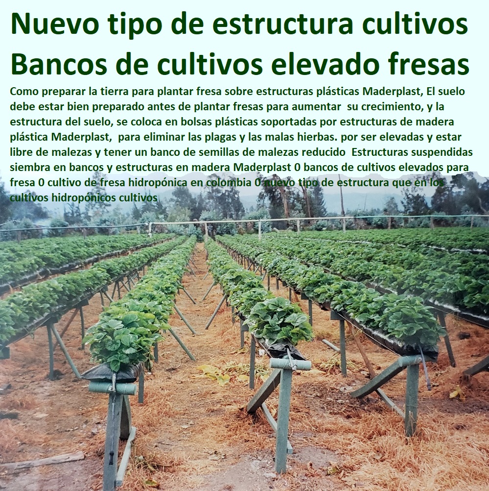 Estructuras suspendidas siembra en bancos y estructuras en madera Maderplast 0 bancos de cultivos elevados para fresa 0 cultivo de fresa hidropónica en colombia 0 nuevo tipo de estructura que en los cultivos CULTIVOS TECNIFICADOS, INVERNADEROS, Semilleros, Bancos De Siembra, Hidroponía, Agricultura, Cosecha, Poscosecha, Tutores para Flores cable vía Bananas Aromáticas, hidropónicos cultivos Estructuras suspendidas siembra en bancos y estructuras en madera Maderplast 0 bancos de cultivos elevados para fresa 0 cultivo de fresa hidropónica en colombia 0 nuevo tipo de estructura que en los cultivos hidropónicos cultivos